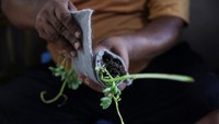 Cassiano telah memilih spesies tanaman seperti tradescantia zebrina yang merambat dan sukulen penahan air untuk menghindari membebani atau merusak bangunan. Tanamannya harus rupikol, atau tempat tinggal batu, agar tahan terhadap panas.  