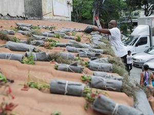 Aktivis Lingkungan di Brasil Tanam Pohon di Atap untuk Lawan Panas
