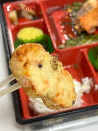 Jijik! Makan Bento Box, Wanita Ini Hampir Telan Seekor Kecoak