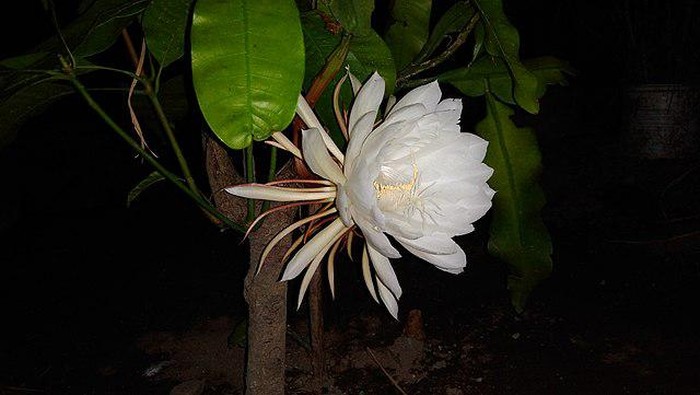 Bunga Wijaya Kusuma