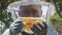 Madu ini telah dipasarkan ke sejumlah daerah di Indonesia dengan harga Rp150 ribu per 200 mililiter.  