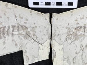 Ilmuwan Ungkap Warna Asli Serangga Purba dari Fosil, Ini Hasilnya