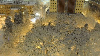 Rupa Ratusan Burung Gagak Yang Bertengger Di Tengah Salju Pada Malam Hari Foto: Boredpanda