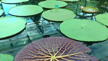 Seperti Inilah Bagian Bawah Lilly Pad Foto: Boredpanda