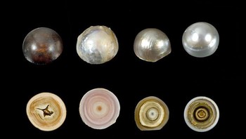 Mutiara ketika dibelah. Foto: Boredpanda
