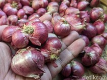 Harga Bawang Merah Merosot, Petani Tulungagung Menjerit