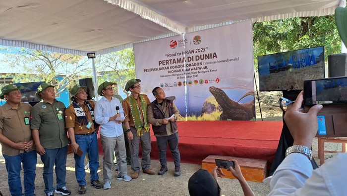 Pelepasliaran komodo di Cagar Alam Wae Wuul, Nusa Tenggara Timur (NTT), Sabtu (23/9/2023).