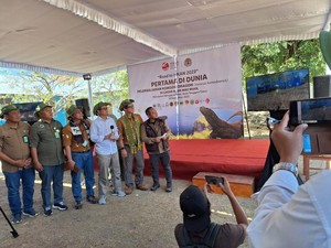 6 Komodo Hasil Breeding Dilepas Liar ke Cagar Alam Wae Wuul NTT