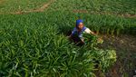 Siasat Petani di Madiun Panen Sayur Mayur saat Musim Kemarau