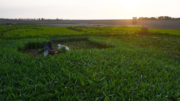 Petani memanen sayur kangkung di areal Waduk Dawuhan, Kabupaten Madiun, Jawa Timur, Senin (25/9/2023). Pada musim kemarau, sejumlah petani di wilayah tersebut memanfaatkan areal waduk untuk ditanami sayur-sayuran seperti kangkung, ubi jalar, kacang panjang, singkong dan padi dengan mengandalkan air irigasi dari sisa air waduk. ANTARA FOTO/Siswowidodo/aww.