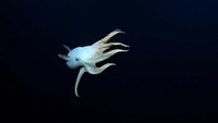 Dumbo octopus (Grimpoteuthis) adalah salah satu kelompok hewan penghuni laut dalam dengan sepasang sirip mirip telinga di bagian kepalanya.