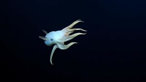 Penampakan Dumbo, Gurita Bersirip Penghuni Laut Terdalam