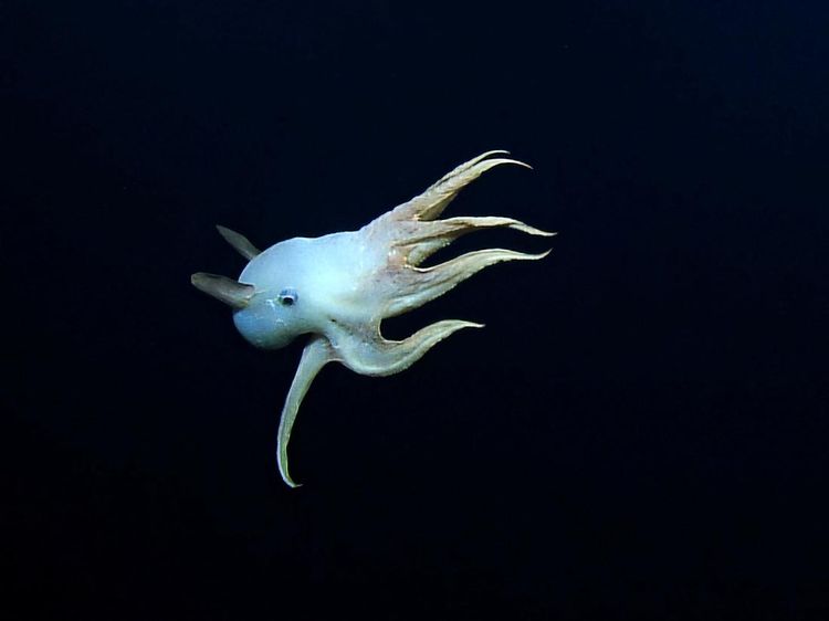Penampakan Dumbo, Gurita Bersirip Penghuni Laut Terdalam