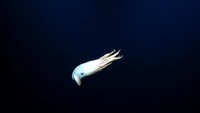 Uniknya, penamaan Dumbo dari genus gurita ini terinspirasi dari karakter Disney Dumbo, yaitu gajah dengan telinga lebar yang menyerupai sirip pada Grimpoteuthis.