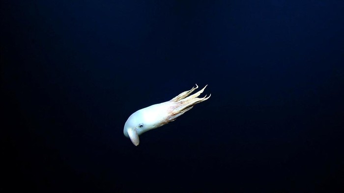 Penampakan Dumbo, Gurita Bersirip Penghuni Laut Terdalam A