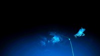 Gurita ini ditemukan berenang sekitar 2.665 meter di bawah laut atau sekitar 20 meter dari dasar laut.