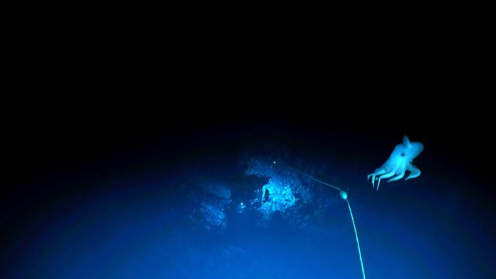 Penampakan Dumbo, Gurita Bersirip Penghuni Laut Terdalam A