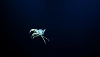 Gurita Dumbo terlihat oleh kendaraan Ocean Exploration Trust yang dioperasikan dari jarak jauh saat menjelajahi bagian utara Samudra Pasifik, 13 September 2023.