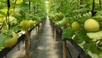 Petani di Lebak Budi Daya Melon Inthanon Cuan Jutaan Rupiah