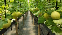 Ada tiga varietas yang ditanam seperti inthanon, sweet net dan golden. Varietas yang jari unggulan di kebun ini adalah inthanon dan golden.  