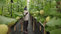Setiap hari, Jetri dibantu dua orang pegawai. Mereka mengecek nutrisi di air penampungan, memeriksa berat buah selama masa pembuahan, dan melakukan penyemprotan hama jika dibutuhkan.  