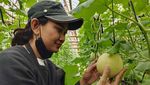 Petani di Lebak Budi Daya Melon Inthanon Cuan Jutaan Rupiah