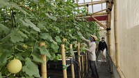Buah melon siap dipanen setelah 70 hari dari masa pembibitan. Setiap kali panen, buahnya mempunyai berat 1,8-2 kg.  