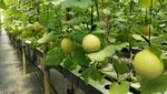 Petani di Lebak Budi Daya Melon Inthanon Cuan Jutaan Rupiah