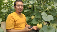 Petani itu bernama Jetri. Ia menanam melon menggunakan teknik hidroponik di dalam empat green house yang dibangun dekat rumahnya.  
