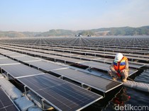 RI Mau Genjot Produksi Kebun Matahari, Bidik Ekspor ke AS