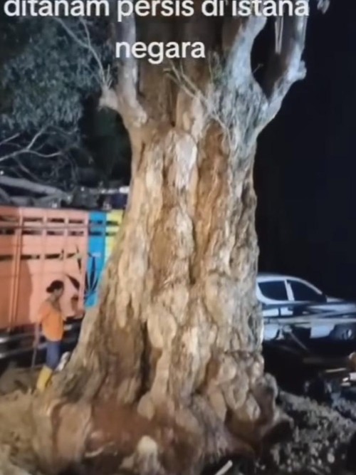 Pohon Pule yang akan ditanam di Istana Negara, IKN, Penajam Paser Utara, Kalimantan Timur.