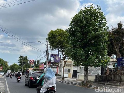 Pohon timoho di Jalan Timoho, Kota Jogja. Foto diunggah pada Selasa (26/9/2023).