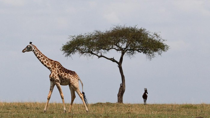 A giraffe walks in open grass as Kenya Wildlife Service (KWS) veterinarians fit them with solar-powered Global Positioning System (GPS) tracking devices to provide the necessary fine-scale information to understand giraffe movement patterns across diverse habitats, to curb the challenge of climate change leading to human wildlife conflict, enabling policy makers to make informed decisions about conserving populations into the future, in the Maasai Mara game reserve, in Narok county, Kenya September 19, 2023. REUTERS/Thomas Mukoya