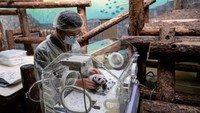 Panda yang baru lahir memiliki berat hampir 1,3 kilogram dan tinggi 36,8 sentimeter. Semua tanda-tanda vital bayi panda menurut kebun binatang normal dan berat badannya bertambah.  