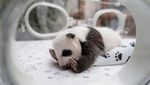 Potret Gemas Bayi Panda Raksasa Pertama yang Lahir di Rusia