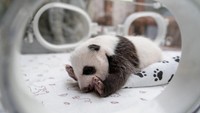Panda-panda dewasa dikumpulkan pada musim semi ini, sementara seorang ahli pembiakan panda datang ke Moskow dari Tiongkok untuk mengendalikan dan memantau prosesnya. Mengingat sulitnya mengawinkan panda raksasa, kelahiran anak panda selalu dianggap sukses besar dan sering kali merupakan hasil kerja keras para spesialis.