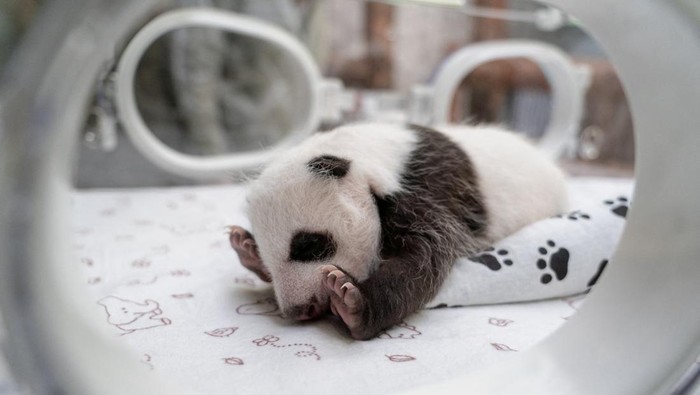 A one-month-old female giant panda cub lies in an incubator at the Moscow Zoo in the capital Moscow, Russia, in this picture released September 25, 2023. The cub's parents, female giant panda Ding Ding and male giant panda Ru Yi, were lent by China to the Moscow Zoo in 2019 for 15 years as part of a joint research project. Moscow Zoo/Handout via REUTERS ATTENTION EDITORS - THIS IMAGE WAS PROVIDED BY A THIRD PARTY. NO RESALES. NO ARCHIVES. MANDATORY CREDIT.