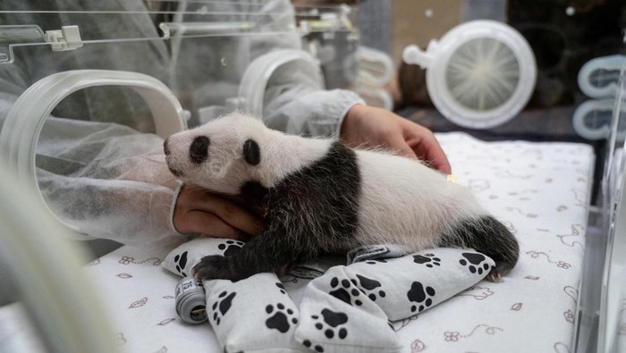 Potret Gemas Bayi Panda Raksasa Pertama yang Lahir di Rusia A one-month-old female giant panda cub lies in an incubator at the Moscow Zoo in the capital Moscow, Russia, in this picture released September 25, 2023. The cub's parents, female giant panda Ding Ding and male giant panda Ru Yi, were lent by China to the Moscow Zoo in 2019 for 15 years as part of a joint research project. Moscow Zoo/Handout via REUTERS ATTENTION EDITORS - THIS IMAGE WAS PROVIDED BY A THIRD PARTY. NO RESALES. NO ARCHIVES. MANDATORY CREDIT.