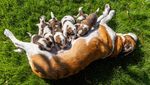Potret Lucu Anjing Ikonik Swiss yang Punya Tugas Mulia