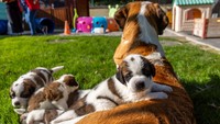 Andrea Zollinger, juru bicara yayasan tersebut, mengatakan anjing-anjing tersebut sekarang bekerja di bidang sosial. Anjing-anjing tersebut mengambil bagian dalam 600 pertemuan di seluruh Swiss setiap tahunnya, sebuah layanan yang disediakan yayasan secara gratis.