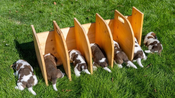 Staff regroups Seven St. Bernard puppies of Roxy van de Burggravehoeve at the nursery of the Barry foundation, following their birth on August 28 in Martigny, Switzerland, September 25, 2023.  REUTERS/Denis Balibouse