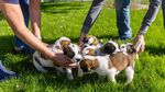 Potret Lucu Anjing Ikonik Swiss yang Punya Tugas Mulia