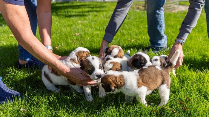 Potret Lucu Anjing Ikonik Swiss yang Punya Tugas Mulia Staff regroups Seven St. Bernard puppies of Roxy van de Burggravehoeve at the nursery of the Barry foundation, following their birth on August 28 in Martigny, Switzerland, September 25, 2023. REUTERS/Denis Balibouse