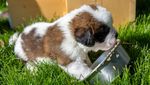 Potret Lucu Anjing Ikonik Swiss yang Punya Tugas Mulia