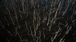 Ratusan Mangrove di Teluk Kendari Mati Bersamaan
