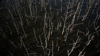 Ratusan pohon mangrove di areal tersebut mati secara bersamaan dan penyebabnya masih dalam penyelidikan pihak pemerintah setempat.