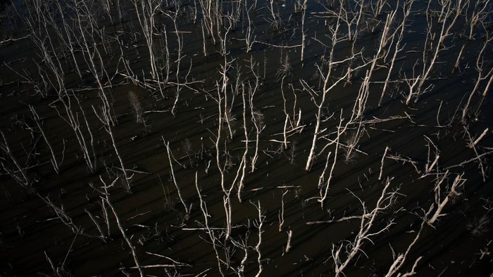 Foto udara pohon mangrove yang mati di areal Teluk Kendari, Kendari, Sulawesi Tenggara, Senin (25/9/2023). Ratusan pohon mangrove di areal tersebut mati secara bersamaan dan penyebabnya masih dalam penyelidikan pihak pemerintah setempat. ANTARA FOTO/Jojon/foc.