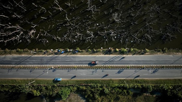 Foto udara pohon mangrove yang mati di areal Teluk Kendari, Kendari, Sulawesi Tenggara, Senin (25/9/2023). Ratusan pohon mangrove di areal tersebut mati secara bersamaan dan penyebabnya masih dalam penyelidikan pihak pemerintah setempat. ANTARA FOTO/Jojon/foc.