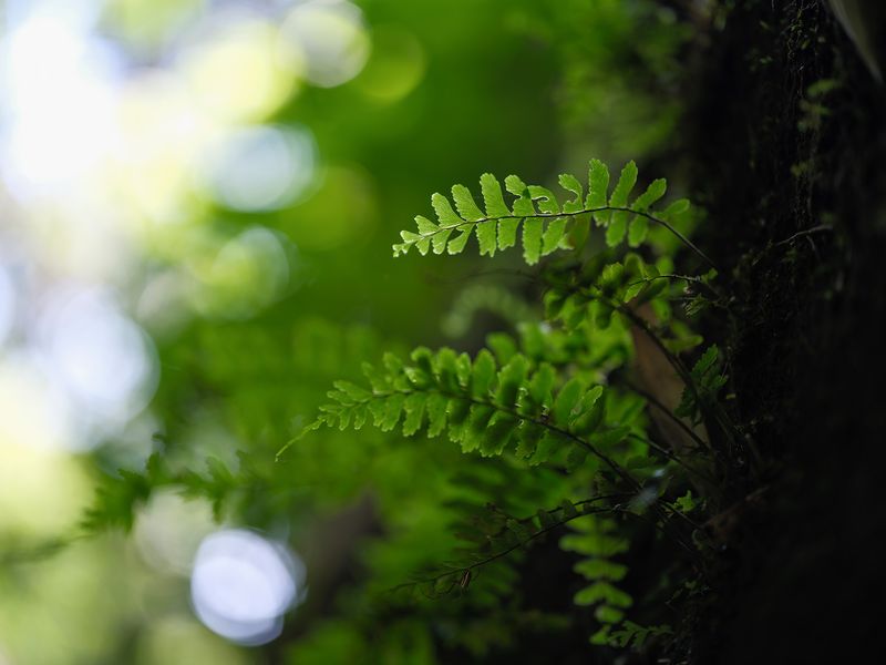 review fujifilm gfx 55mm f/1.7