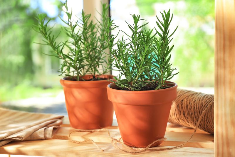 Tanaman herbal rosemary